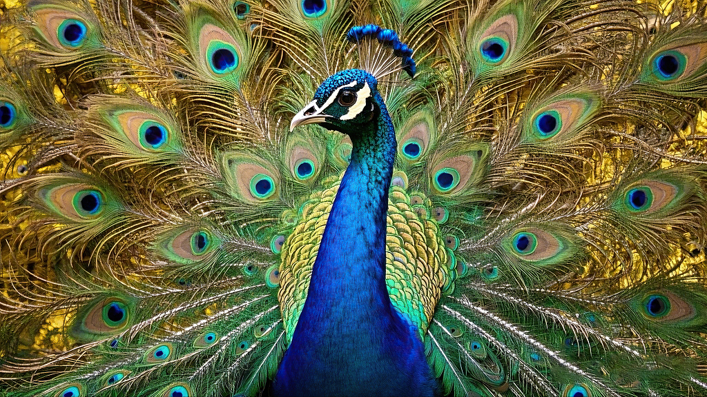 开屏孔雀羽毛绚丽色彩斑斓展示美丽姿态	AI