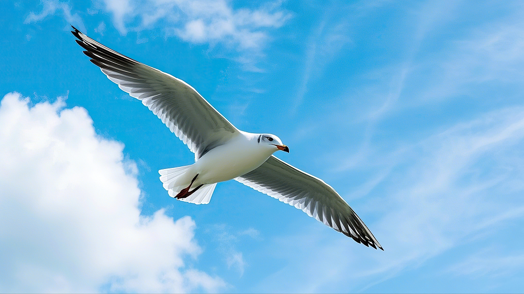 白色海鸥在蓝天白云背景下展翅飞翔AI