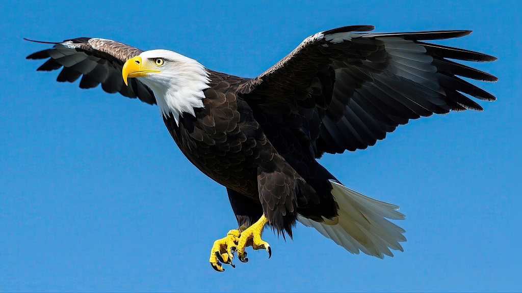白头海雕在蓝天背景下展翅翱翔气势磅礴AI