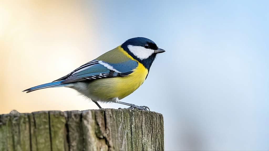 黄蓝相间小鸟在木桩上的清新自然画面AI