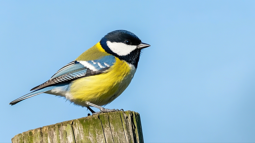 黄蓝相间小鸟在木桩上的清新自然画面AI