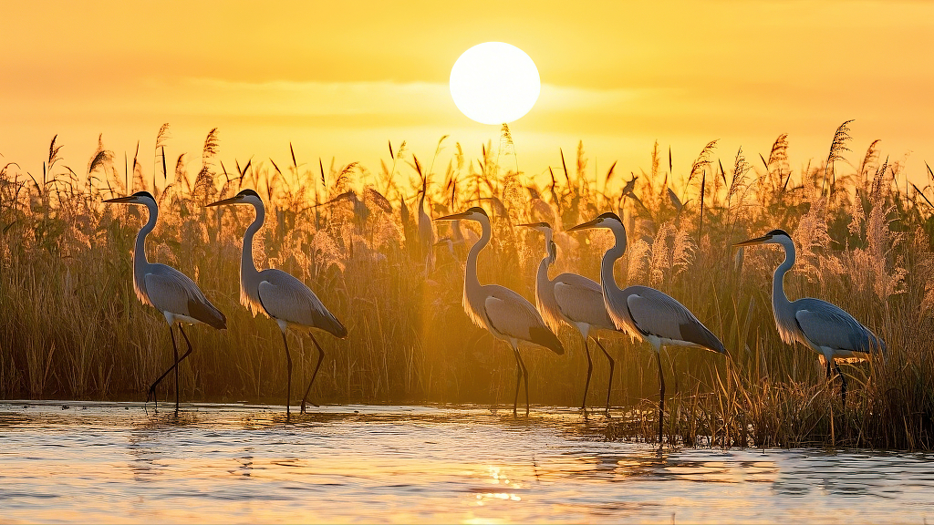 灰鹭在夕阳下芦苇湿地的优雅站立画面AI