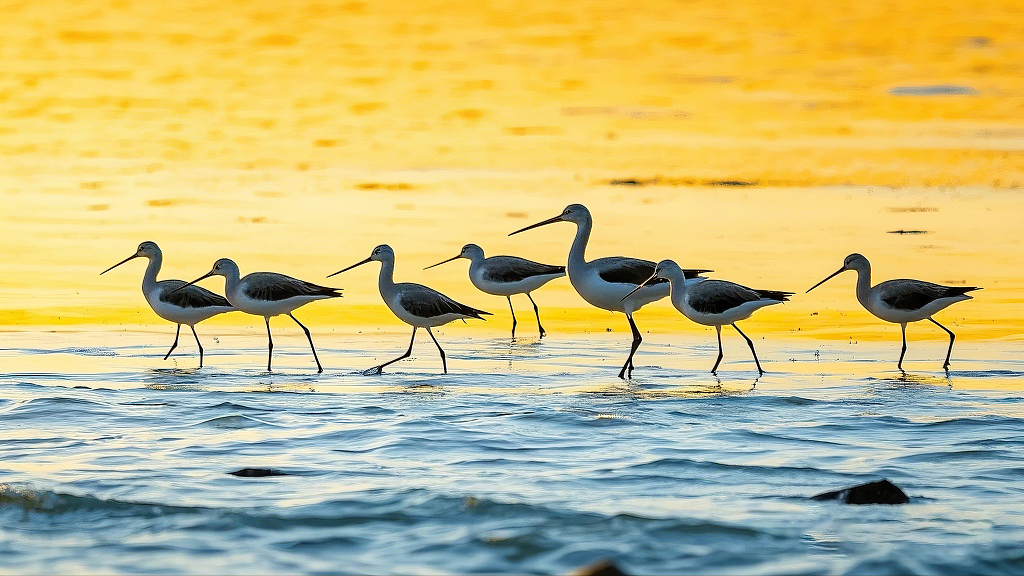 长嘴小鸟在夕阳下浅滩的有序行走画面AI