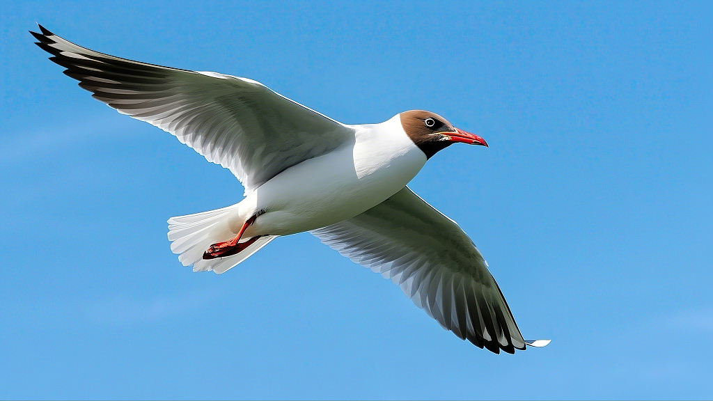 棕头海鸥在湛蓝天空中翱翔的自由姿态AI