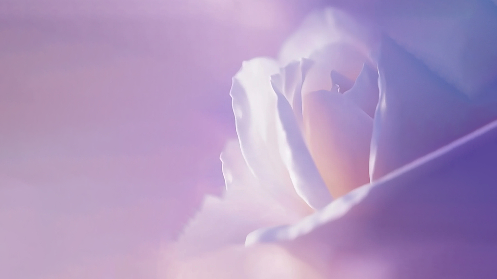 飘落花瓣动态背景图片AI