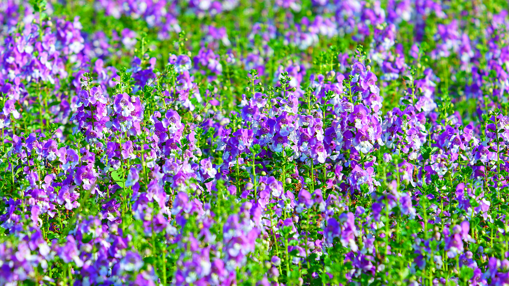 夏天阳光莫奈花园里紫色花朵香彩雀花卉植物正在开放风景