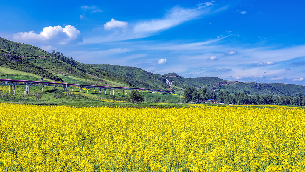 夏日的蓝天白云下山区小山村周围盛开的油菜花