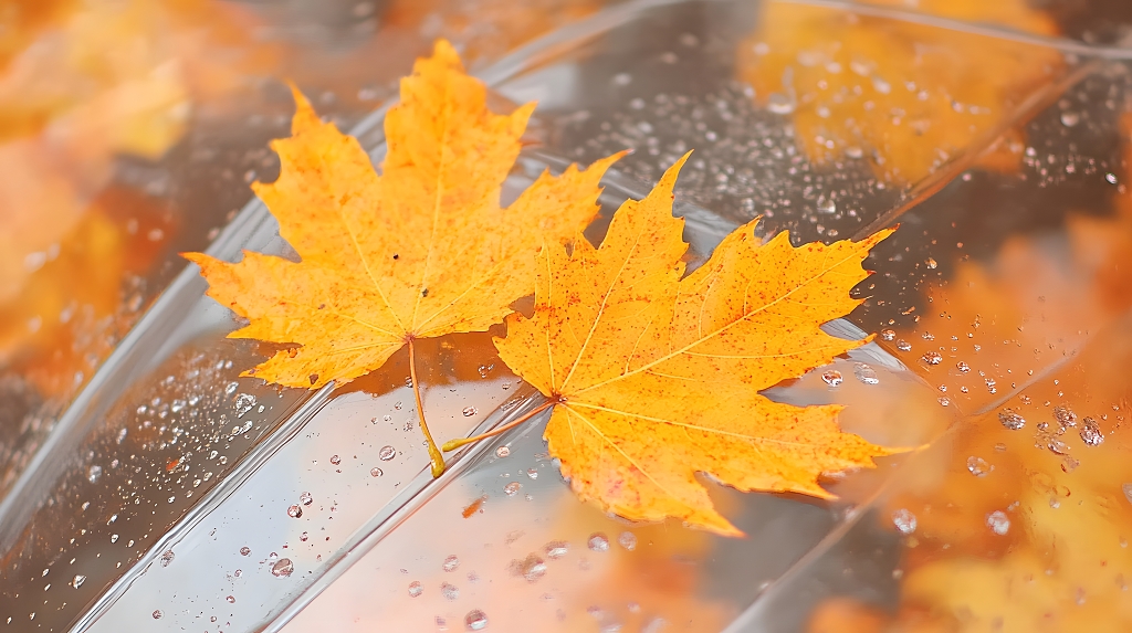 秋天雨中枫叶落在透明伞面特写唯美意境图AI
