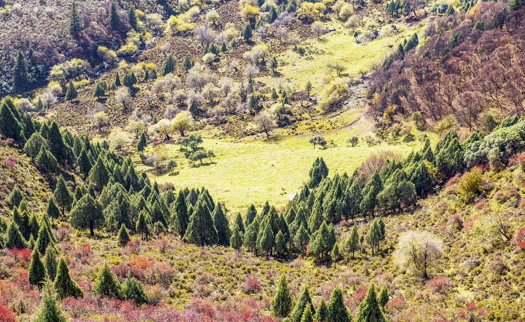 俯瞰山谷中绿色的松树和红黄色的灌木丛