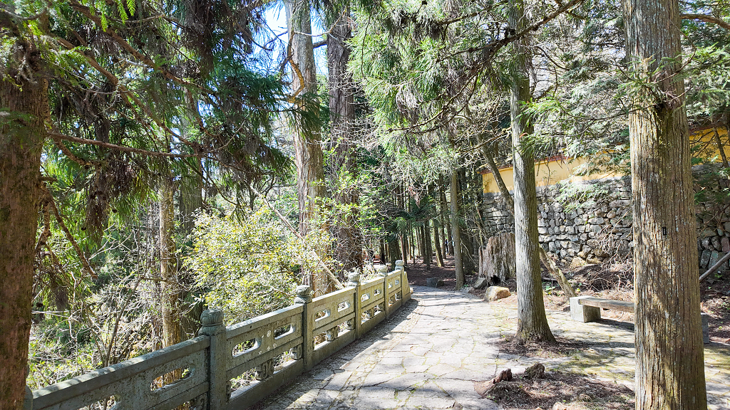 浙江临安天目山树木