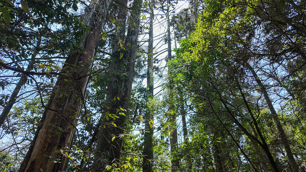 浙江临安天目山树木