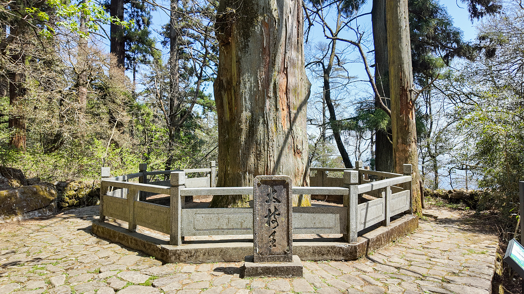 浙江临安天目山树木大树王