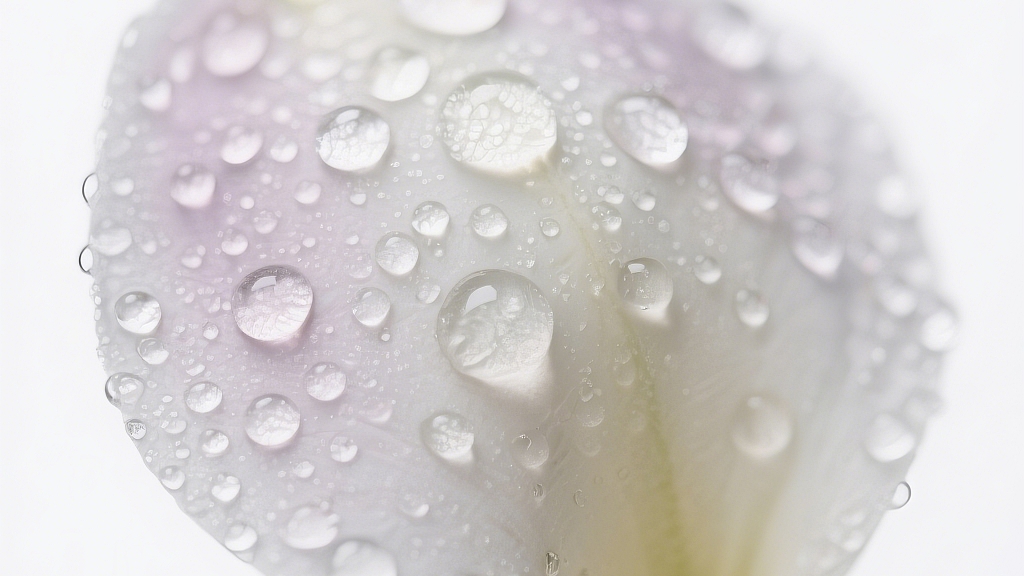 一张露珠覆盖的花瓣照片展现了微观世界的美