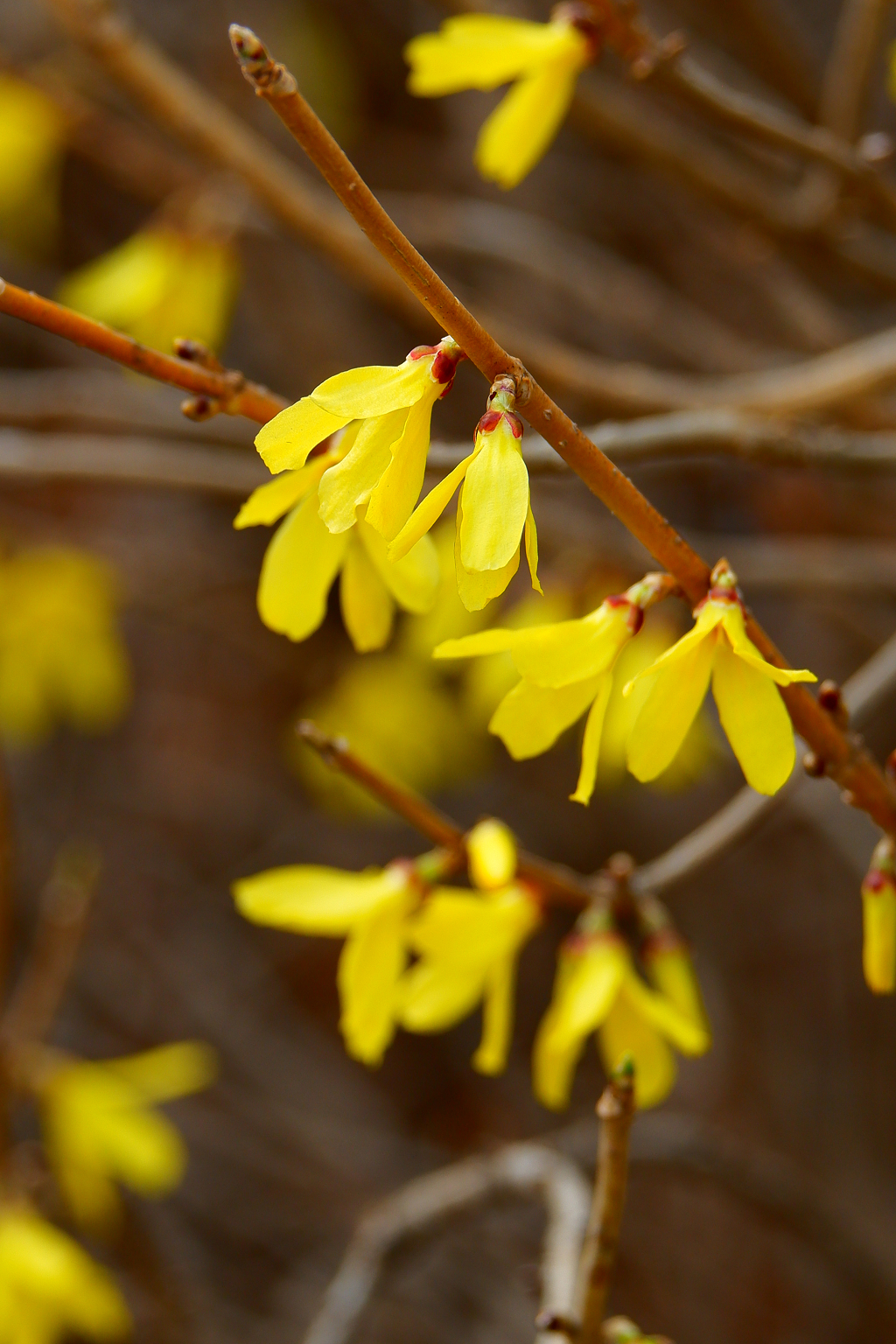 春天金黄色的连翘花正在含苞待放盛开