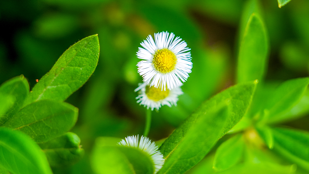户外绿色植物小黄花