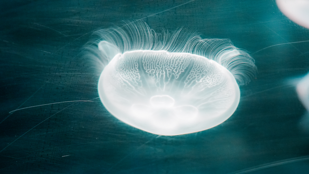海洋馆生物蓝色水母