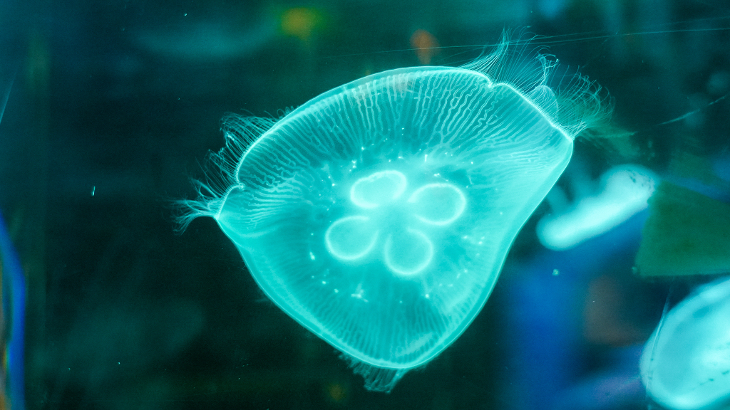海洋馆生物蓝色水母