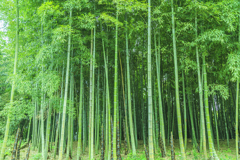 竹子