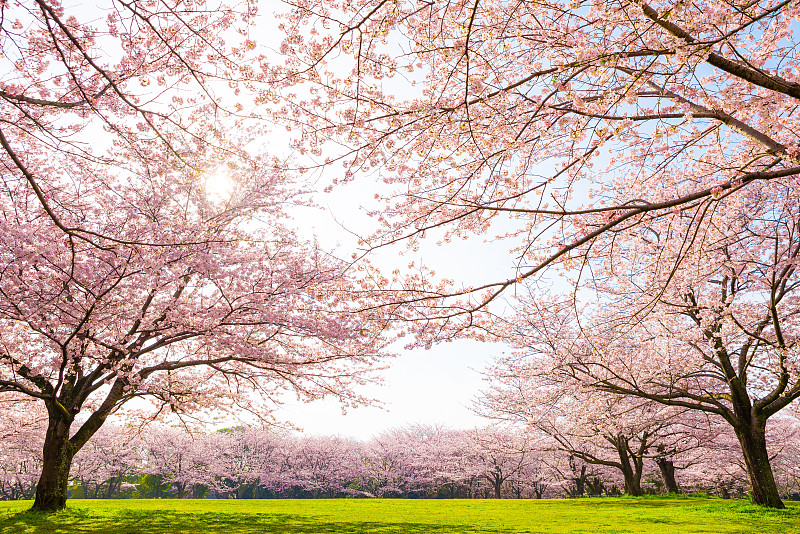 樱花盛开，公园风光