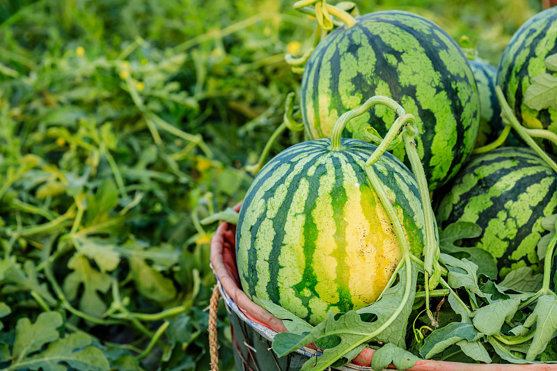 新鲜的西瓜水果刚刚采摘在西瓜田