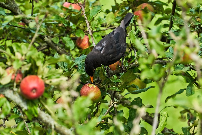 一只黑画眉鸟在邻居家苹果树上啄食成熟的红苹果