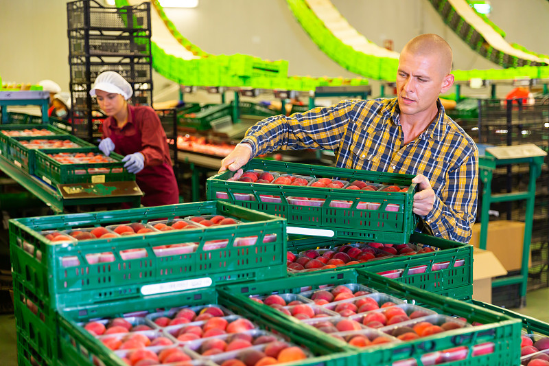 在分拣和包装厂，信心十足的装载机载着装满新鲜桃子的箱子