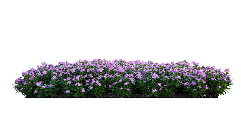 长形粉红色花丛，白色底色上的长春花孤立