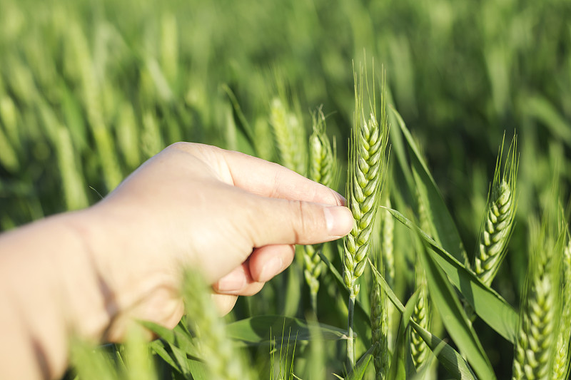 手捧着发芽的小麦