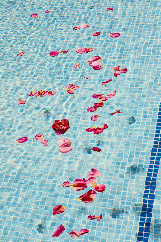 玫瑰花瓣映在水面上的一潭蓝色，春意盎然，摄影与影印空间对比度高