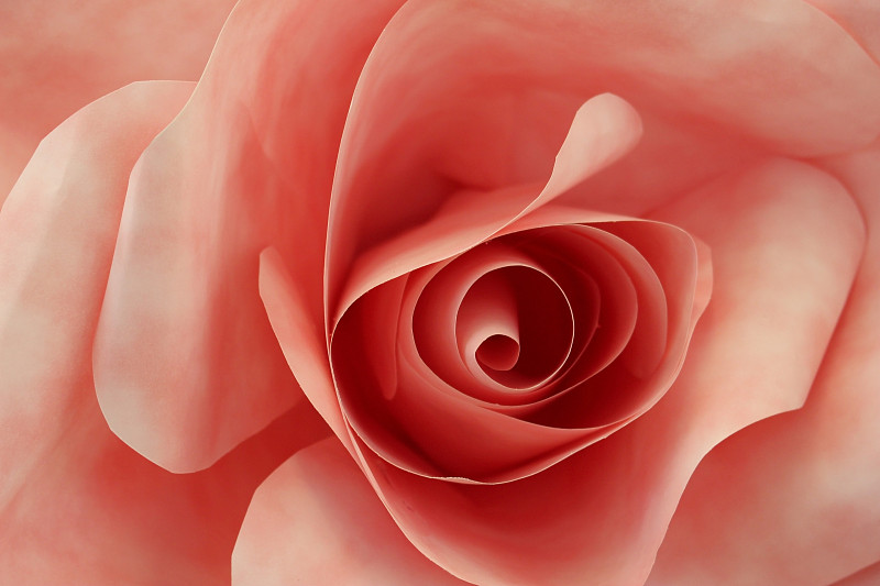 粉色玫瑰特写背景