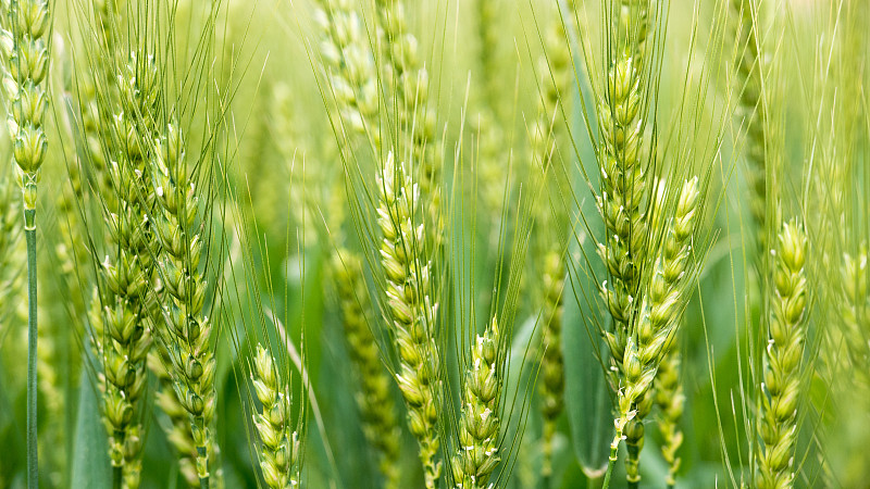 中国云南绿麦田(宽屏)