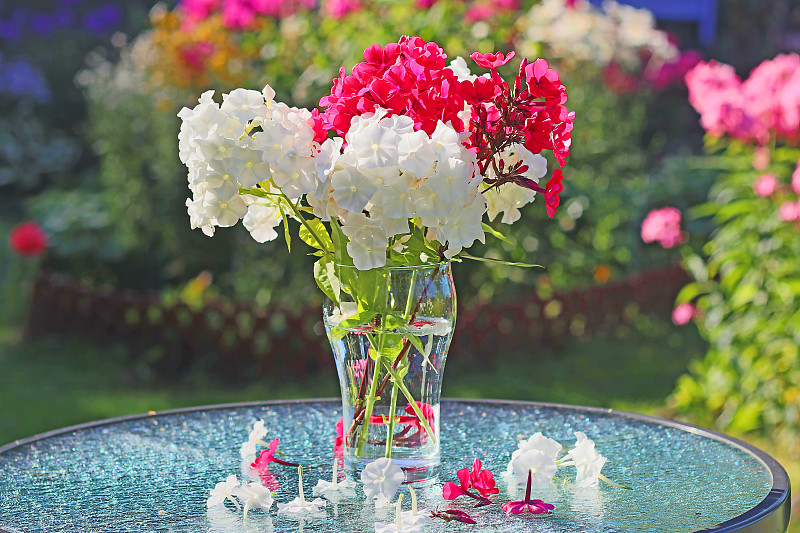 在花园的桌子上，有一个玻璃花瓶，背光下放着一束新剪的多色夹竹桃。