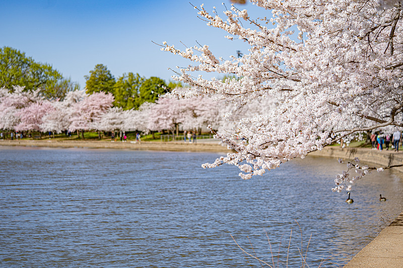 樱花盛开的潮汐盆地，华盛顿特区