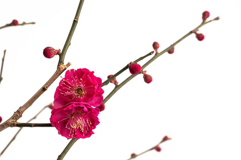 红色梅花白色背景照片。