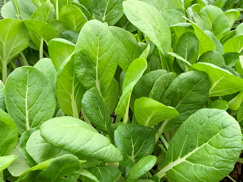在春天的花园中生长的绿色莴苣，新鲜的早期维生素蔬菜的叶子，中国蒸白菜