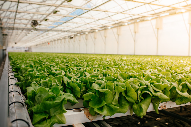 温室内种植莴苣的景象