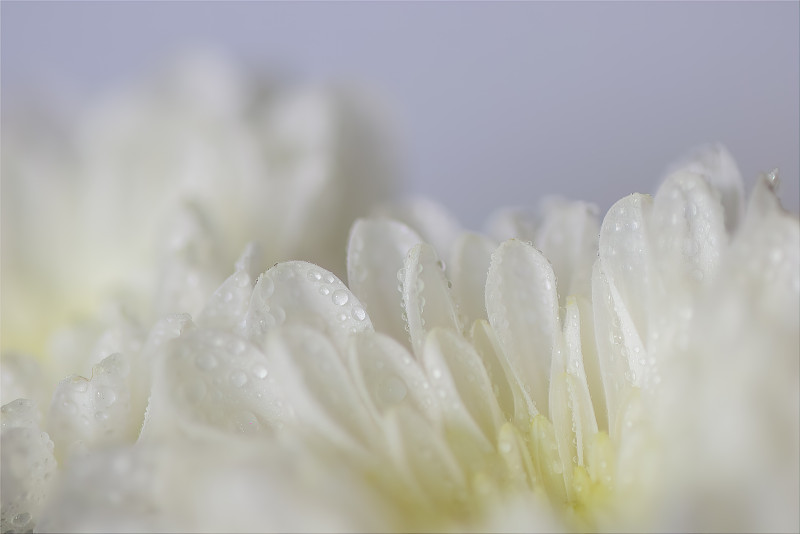 白色花瓣与露珠和有限的焦点填补框架。