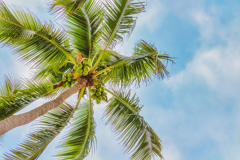 海滩上的一棵棕榈树，背景是多云的蓝天