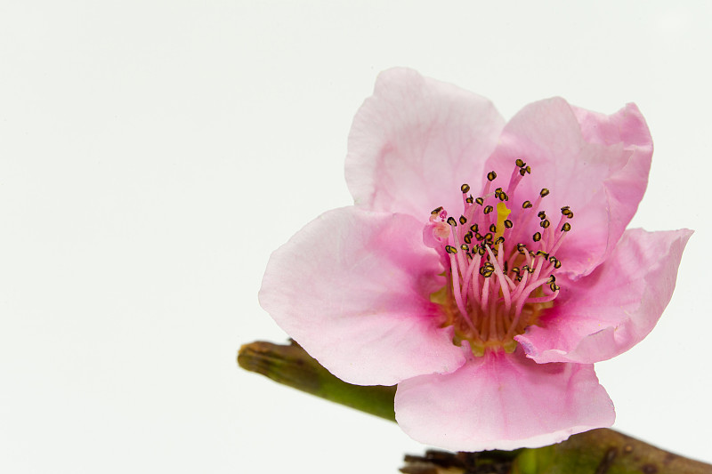 新鲜的桃花树在白色的背景