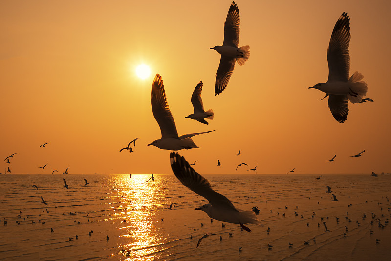 剪影海鸥鸟在日落时飞过海面