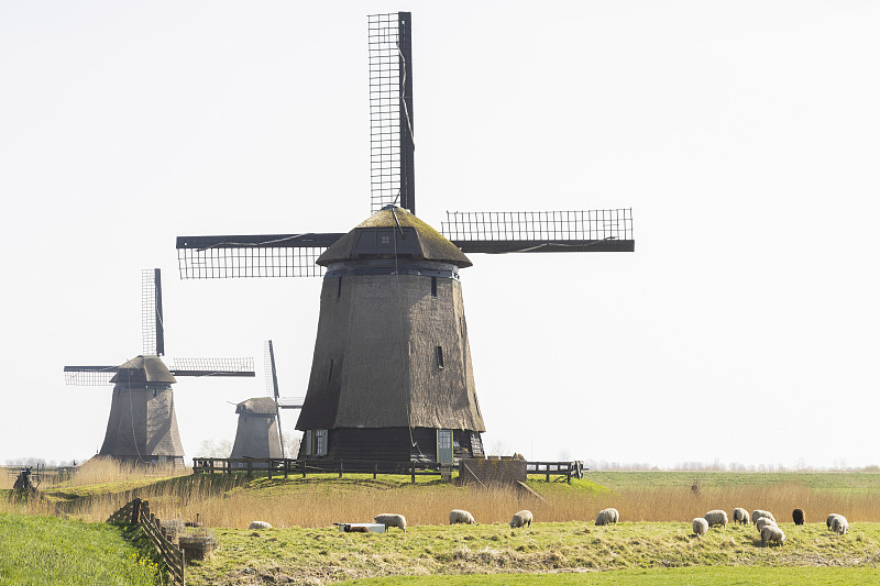 荷兰景观中的三台风车，前景中放牧的绵羊。