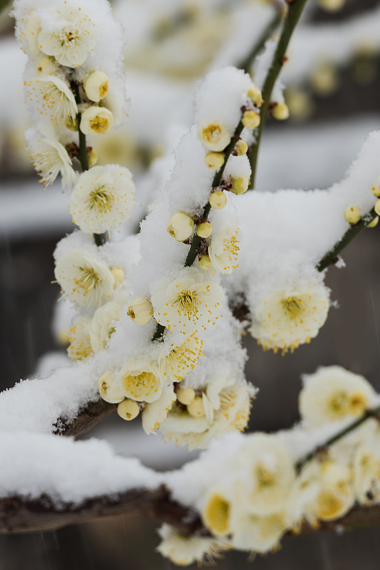 梅花在春天的雪地里盛开