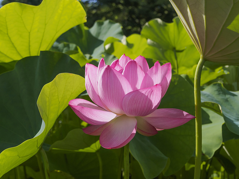美丽盛开的莲花。