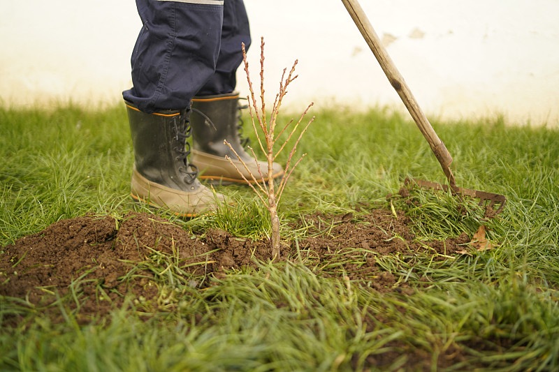 一个成熟的男人在后院种了一棵树