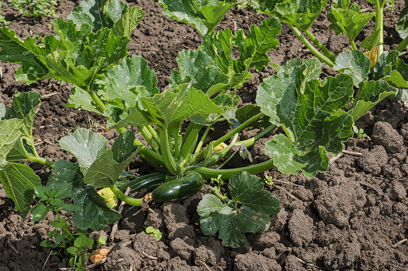 有机绿葫芦在藤上