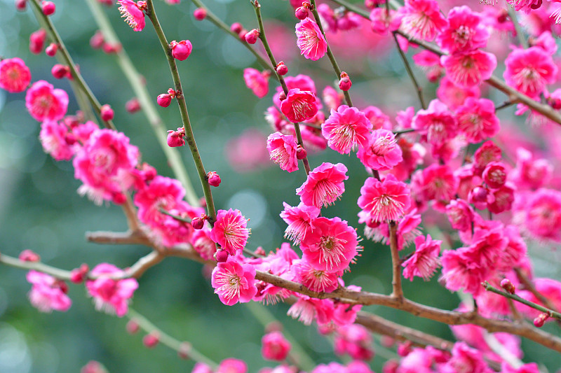 樱花在东京的日本公园盛开
