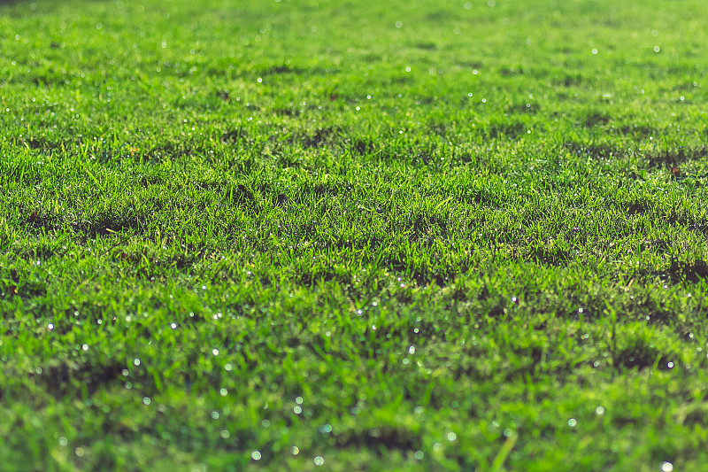 靠近阳光灿烂的绿色草地，有小水滴