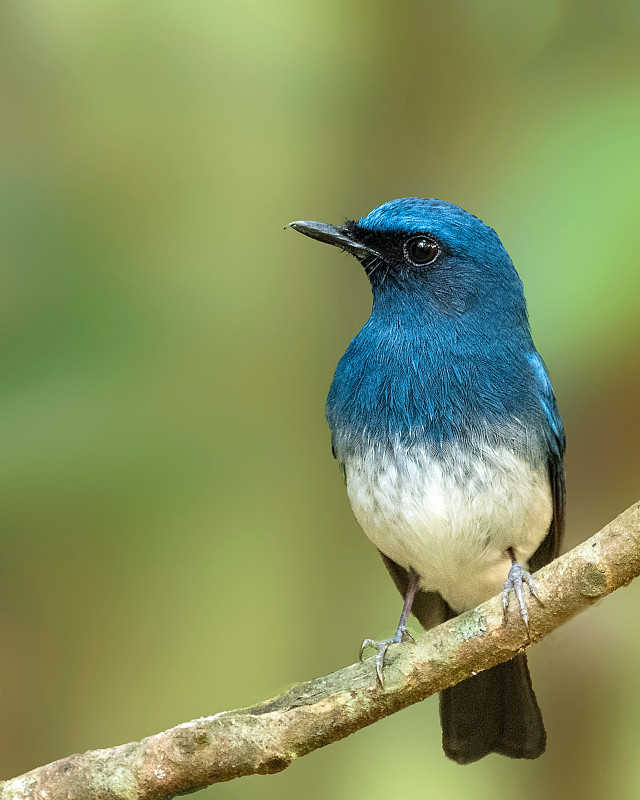 白腹蓝色捕蝇鸟的特写镜头，栖息在树枝上，看着一边