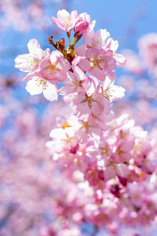 春天的樱花。