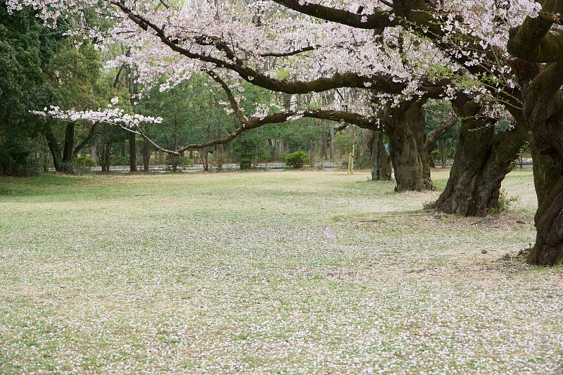公园被樱花花瓣染成粉红色